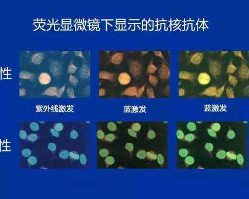 成美国际美国试管婴儿专家Kolb博士台州VIP诊疗预约中