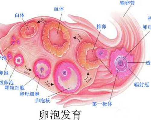 七活八不活？附早产儿存活率表