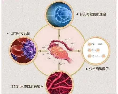 让需求者看到未来,让行动者触到梦想,“爸爸妈妈带我回家”1000万美国试管